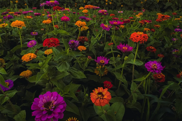 How Photographers Can Make Earth Day Count